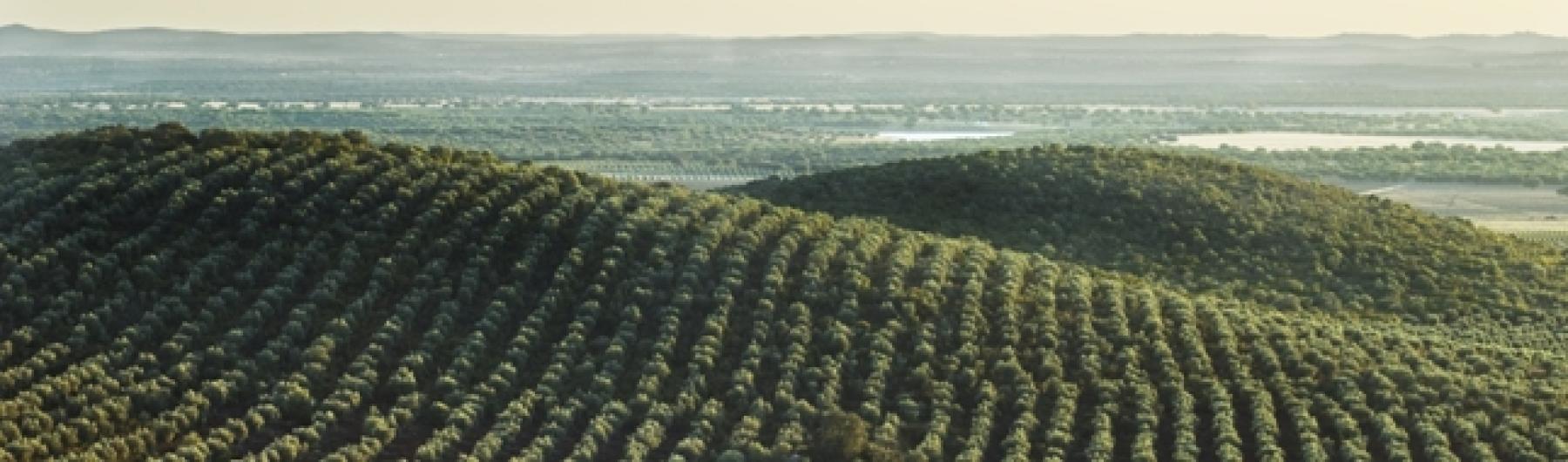 Las previsiones de producción de aceite de oliva en España se sitúan en 765.300 toneladas para la campaña 2023/24, un 15 % más que la anterior y un 34 % por debajo de la media de las últimas cuatro