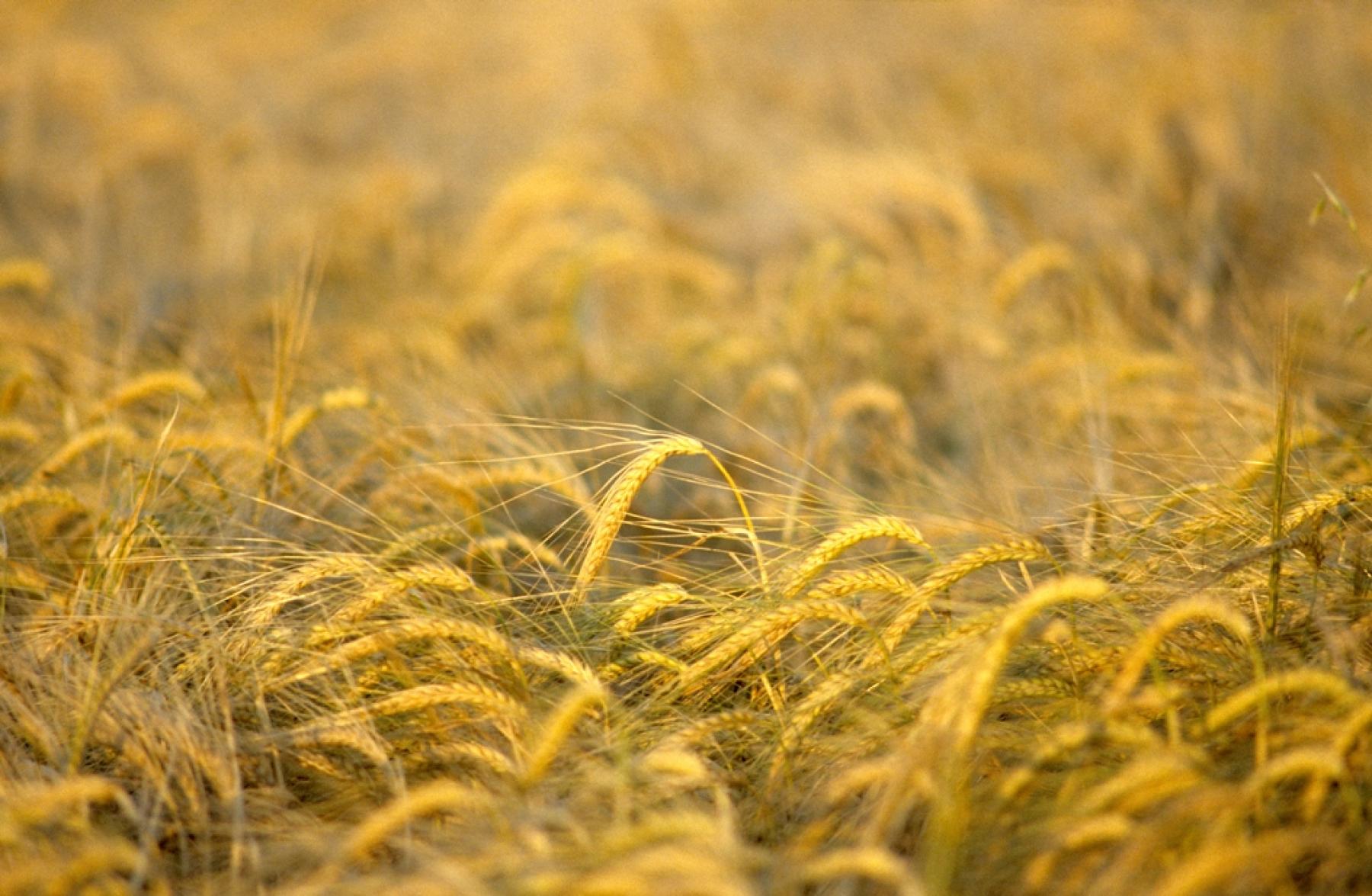 Más de 45.000 agricultores de Castilla-La Mancha han recibido ya un total de 59 millones de euros de las ayudas por el encarecimiento de los fertilizantes