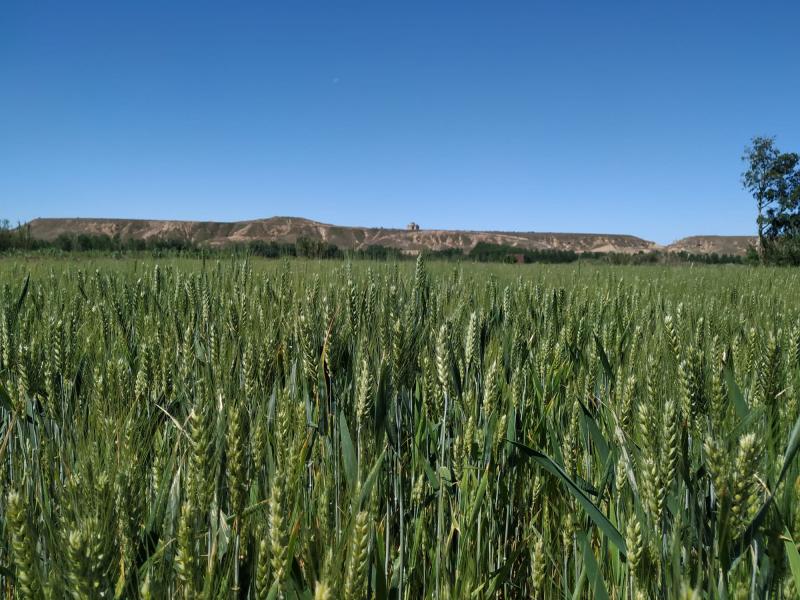 Más de 24.000 agricultores de Aragón recibirán ayudas para compensar la subida del precio de los fertilizantes
