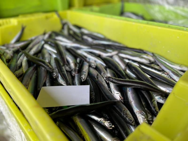 La cuota de anchoa para España será de las más altas desde a reapertura de esta pesquería en 2010 