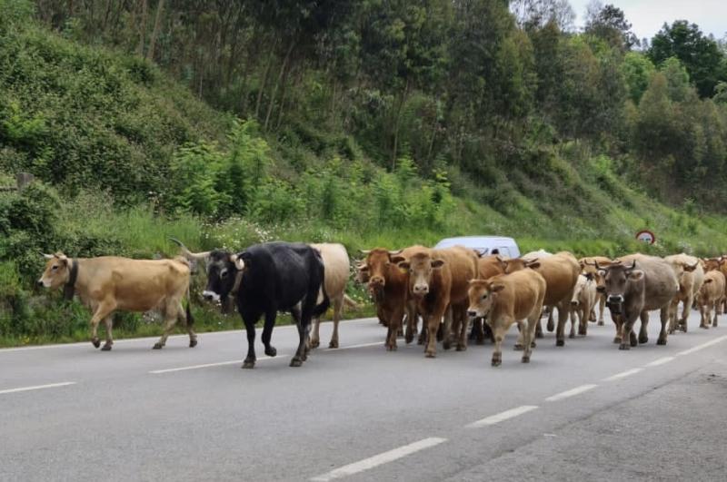 El Gobierno destina a Cantabria más de 1,3 millones de euros para combatir enfermedades animales y mantener su estatus sanitario El Gobierno destina a Cantabria más de 1,3 millones de euros para combatir enfermedades animales y mantener su estatus sanitario