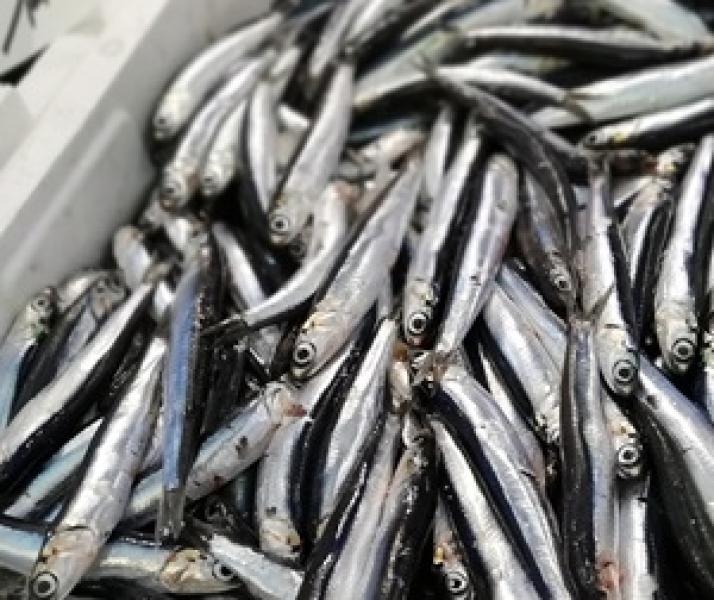 España reabre la pesquería de anchoa para la flota de cerco del Cantábrico y noroeste tras aumentar su cuota en 1.569 toneladas España reabre la pesquería de anchoa para la flota de cerco del Cantábrico y noroeste tras aumentar su cuota en 1.569 toneladas