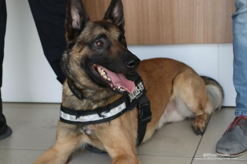 El Centro Penitenciario de Ceuta contará con unidad canina propia para prevenir la introducción y el consumo de droga en prisión  