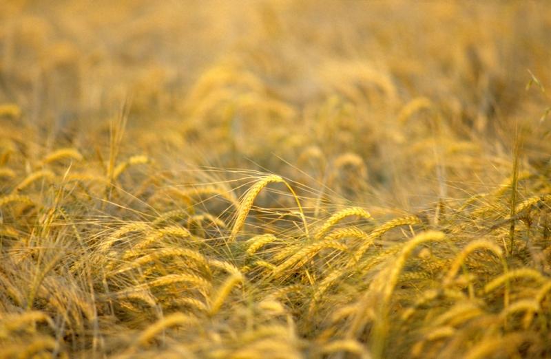 Más de 2.800 agricultores de La Rioja han recibido ya un total de 2,4 millones de euros de las ayudas por el encarecimiento de los fertilizantes