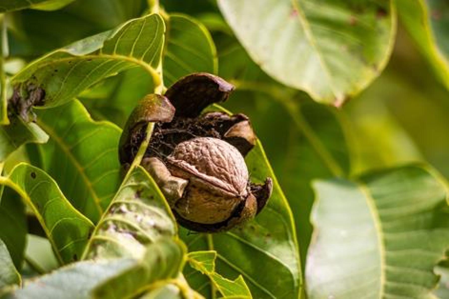 El Ministerio de Agricultura, Pesca y Alimentación abona casi 1,9 millones de euros de ayuda extraordinaria a 510 nuevos agricultores de frutales y frutos de cáscara El Ministerio de Agricultura, Pesca y Alimentación abona casi 1,9 millones de euros de ayuda extraordinaria a 510 nuevos agricultores de frutales y frutos de cáscara