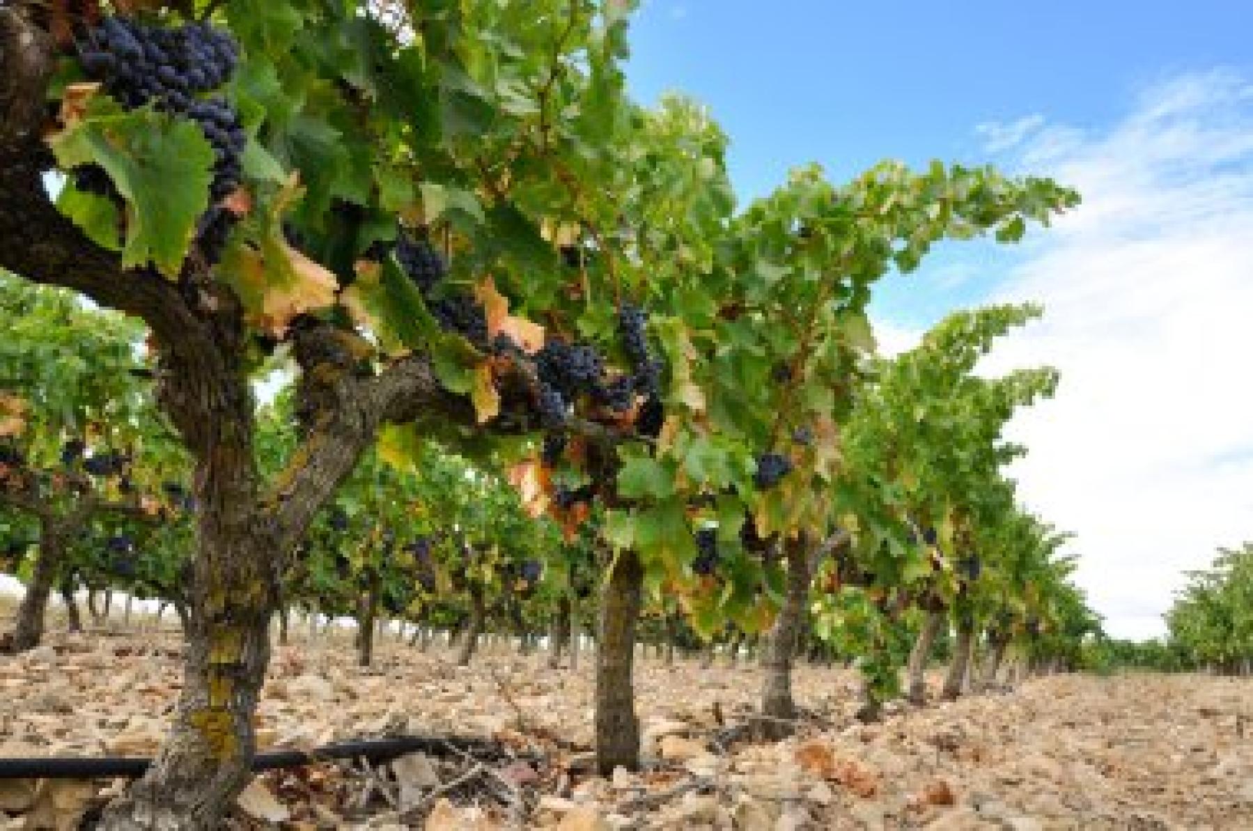 El Ministerio de Agricultura, Pesca y Alimentación reconoce 14 nuevos viñedos singulares en la Denominación de Origen Calificada Rioja El Ministerio de Agricultura, Pesca y Alimentación reconoce 14 nuevos viñedos singulares en la Denominación de Origen Calificada Rioja