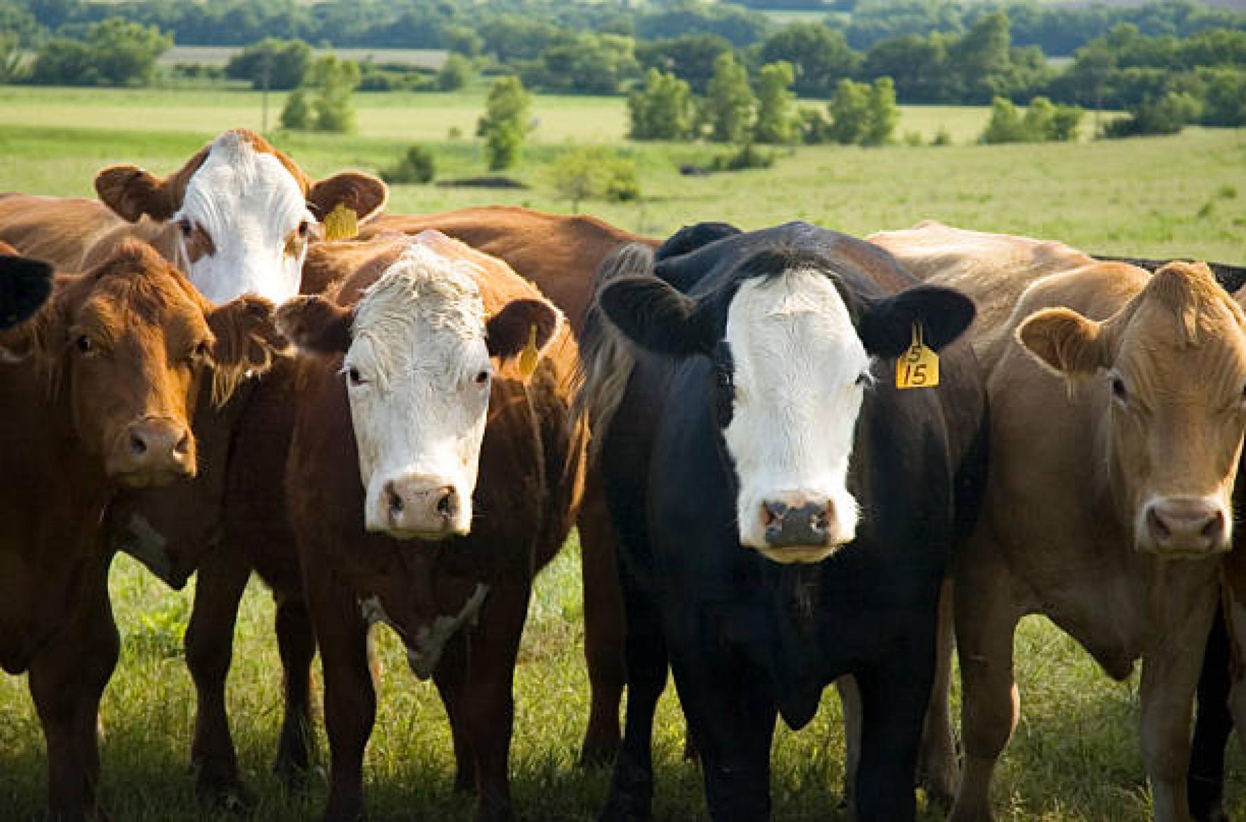 El Gobierno de España destina a La Rioja más de 124.000 euros para combatir enfermedades animales y mantener su estatus sanitario El Gobierno de España destina a La Rioja más de 124.000 euros para combatir enfermedades animales y mantener su estatus sanitario
