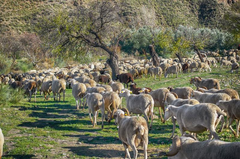 El sector ganadero de la Comunidad de Madrid recibe un segundo pago de más de 93.000 euros de la ayuda extraordinaria por la sequía