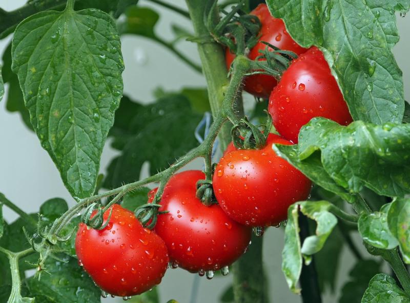 Planta de tomates