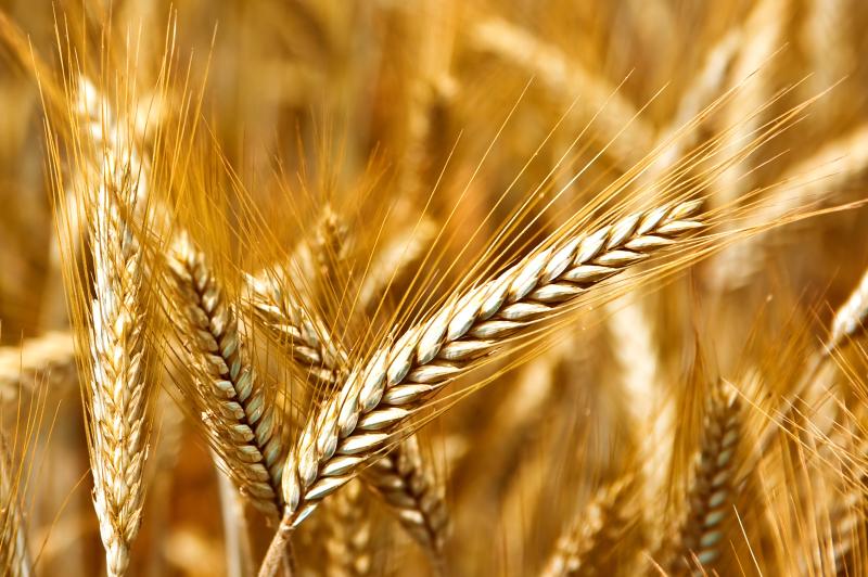 Más de 900 agricultores del País Vasco recibirán ayudas para compensar la subida del precio de los fertilizantes
